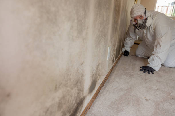 Best Mold Damage Restoration  in Clarkston Heights Vineland, WA